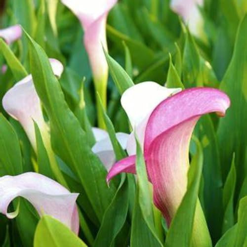 Calla Lily Bulbs-Calla Lily Plant Calla Lily Bulbs UK Calla Lily Bulbs for Planting Now UK,Plant Bulbs,Hardy Perennial,Wedding Flowers,Garden Flowers-10bulbs-e
