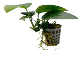 Anubias Nana - Slow Growing Aquarium Plant