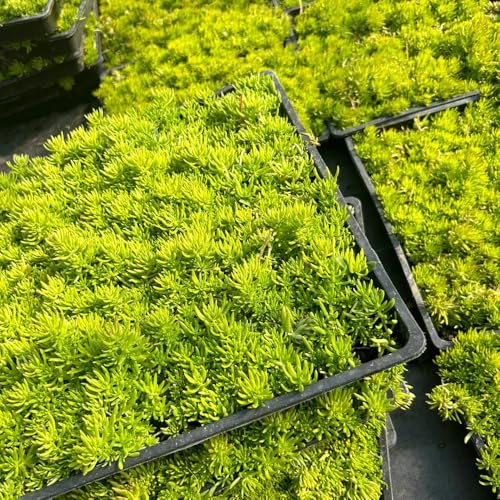Semillas de Sedum Lineare, cobertura del suelo semillas de silvestres resistentes de exterior jardín de balcón 1200pcs