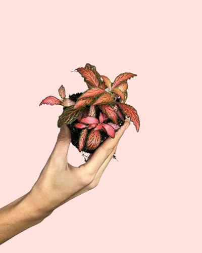 PUR PLANT Fittonia Dark Pink Mini | Planta Pet Friendly para Terrarios y Planta de Interior Decorativa | Maceta de Ø5 cm