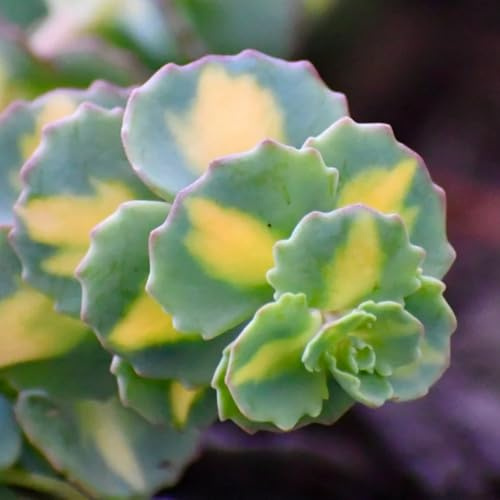 semillas de sedum cobertura del suelo - orgánicas de balcón, raras de jardín resistentes para decorar 150pcs