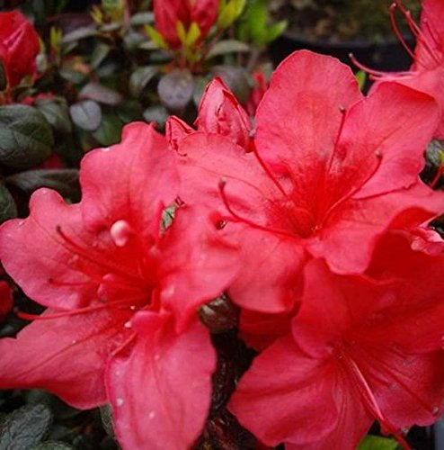 Japanische Azalee Johanna 60-70cm - Rhododendron obtusum - Zwerg Alpenrose
