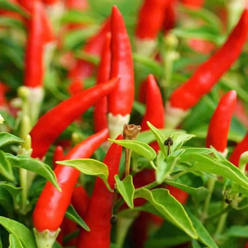 Tabasco Chili Pepper Seeds - Grow Piri Piri Birds Eye Chillies Quality Chilli Heirloom Seed
