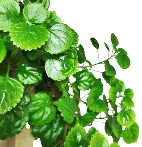 Planta Viva del Dinero Cuidado Sencillo y Crecimiento Rápido Perfecta para Regalo Verde