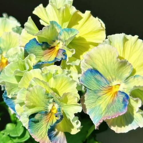 viola cornuta, semi di viola cornuta d'appartamento rare semi di tappezzanti resistenti al freddo Decorazioni autunnali per un giardino resistente 150semi