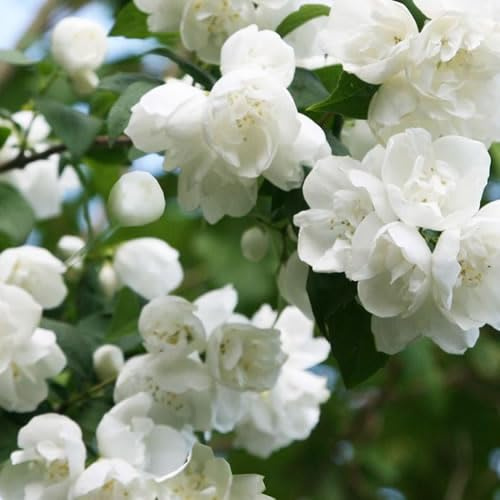 Philadelphus 'Virginal' - Duftende doppelte weiße Blüten - Ideal für Sinnesgärten und Beete. Jasmin Pflanze für Garten
