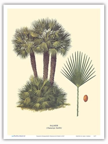 Dwarf Palm Tree - Palmier (Chamaerops Humilis) - Vintage Botanical Illustration by Ferry c.1967 - Master Art Print (Unframed) 9in x 12in