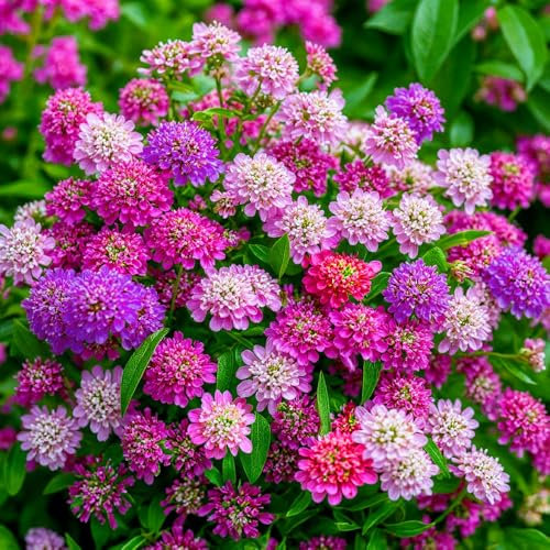 Candytuft Fairy Mixed Seeds – Attracts Pollinators – Must Have for Beddings, Borders & Rockeries – for Your Beautiful Garden