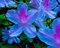 Aamish 100 pezzi di semi di fiori di azalea di colore blu
