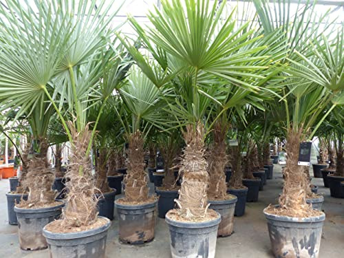 gruenwaren jakubik 5 Stück XXL Stämme Palme winterhart 180 cm Trachycarpus fortunei, Hanfpalme, Top-Qualität