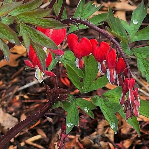Tränendes Herz - dekopflanzen hängepflanzen winterhart mehrjährig balkon deko garten Tränendes Herz bonsai topf blumendeko winterharte stauden garten 300samen