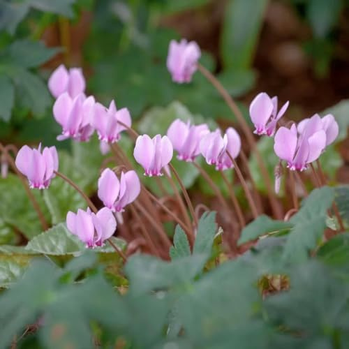 Semi di ciclamino, da esterno resistenti e perenni da balcone semi di regali per gli amanti del giardino 100pcs