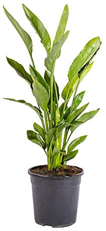 Bonplants Strelitzia Reginae Uccello del Paradiso, Pianta Vera Decorativa, Vaso 24 cm, h 90 cm (Vaso da Vivaio)