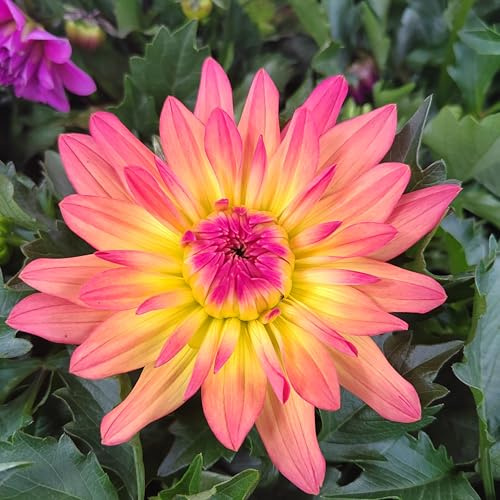 Dahlienknolle : Dahlia - Dekodahlie  Pacific Ocean  1 Knolle/Rhizom