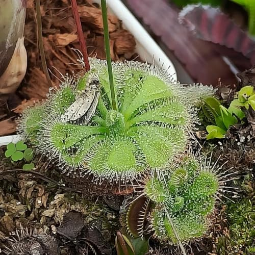 sonnentau hochbeete für garten winterharte kübelpflanzen hochbeet balkon wildkräuter zimmerpflanze pflanzenkübel pflanzensamen dekopflanzen kräutersamen balkonpflanzen kräuterpflanzen 500samen