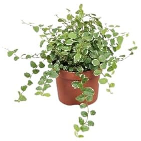 Ficus Pumila Natural Higuera Trepadora Resistente y de Poco Riego