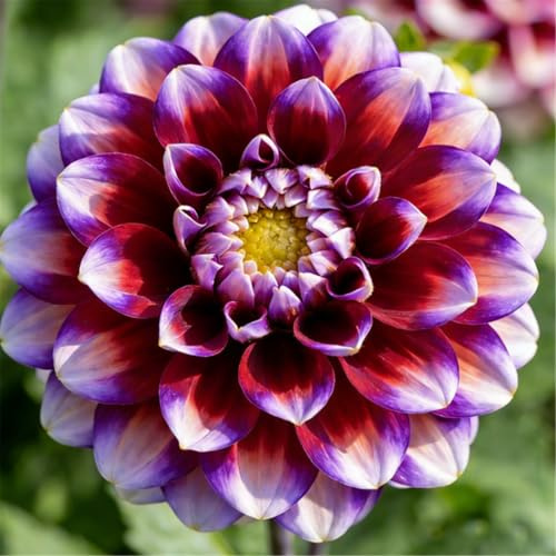 Dalia perenne a doppio petalo/Giardino, balcone, vaso e piantagione in piena terra/Facile da coltivare, Fiorisce in tutte le stagioni-6bulbi-H
