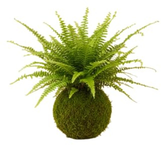 DECOALIVE Kokedama Artesanal de Helecho Espada – Planta Viva de Interior con Musgo Natural