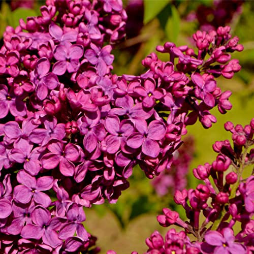 'Ludwig Spaeth' Syringa Vulgaris-Branched Lilac Tree Shrub in a 2L Pot 3fatpigs®