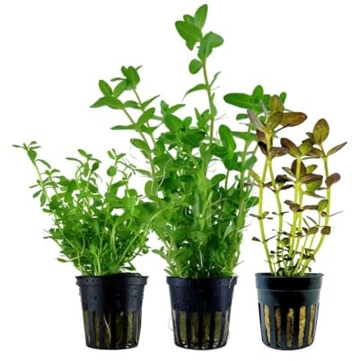 AquaOne Aquarium Pflanzen 3x Bacopa Wasserpflanzen Cryptocoryne-Becken Set | Barschbecken Aquarienpflanzen, Cryptocoryne wendtii green pink panther