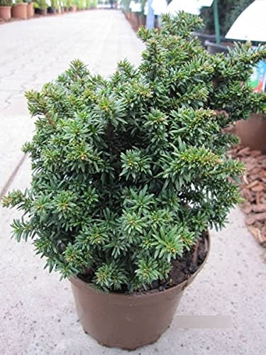 Taxus baccata Fips - Zwerg -Eibe Fips - 15-20