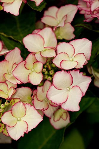 Hydrangea macrophylla 'Hovaria® Love You Kiss' 30-40 cm - Hortensie, zweifarbige Blüten, Blütezeit Juni-September, ideal für Kübel, pflegeleicht und winterhart