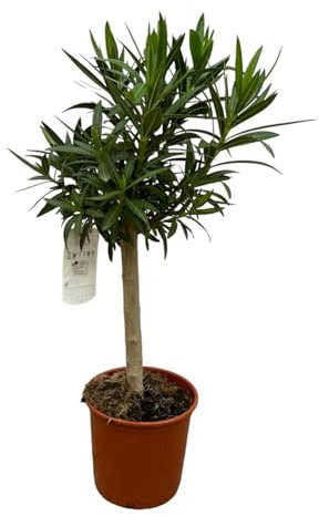 Trendyplants - Nerium Oleander auf Stiel mit roter Blüte - Höhe 80-100 cm - Gartenpflanze - Topfgröße Ø22cm