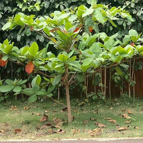 Graines d'amandier 5pcs vert