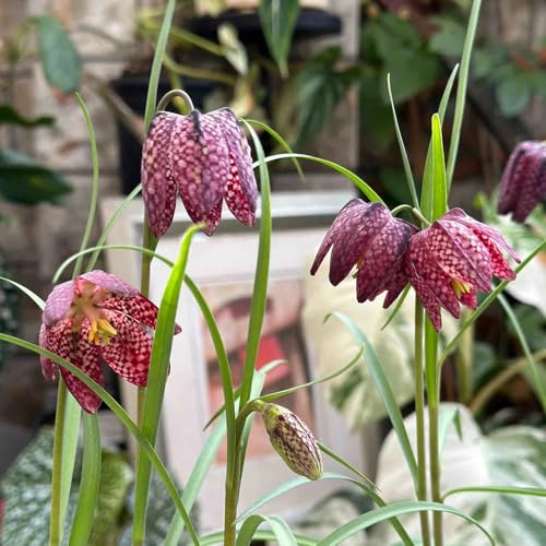 Bulbos de lirio a cuadros Resistente al invierno, jardín de mariposas variedades antiguas resistentes para el jardín de balcon Bulbos de fritillaria 5pcs