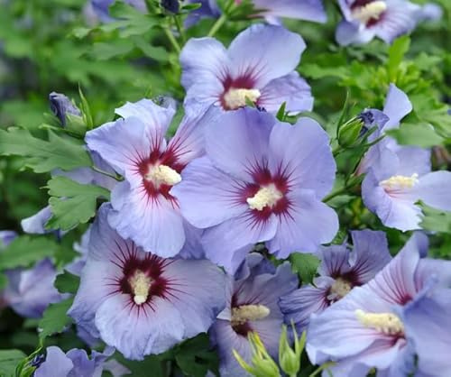 Hibiskus, Garteneibisch `Marina´, 40-60cm im Topf