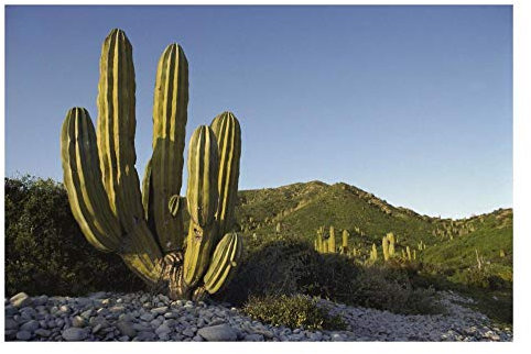 Global Gallery Cactus gigante Cardon Isla Santa Catalina, Mar de Cortés, Baja California, México, arte de papel, 26 x 18 pulgadas