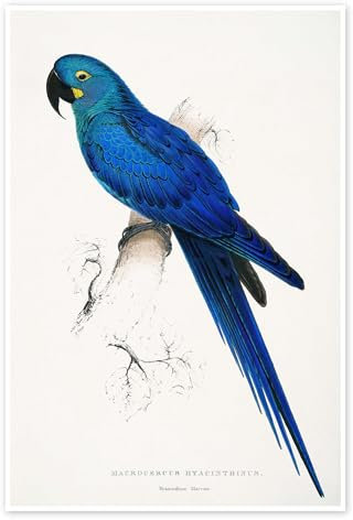 Hyazinth-Ara Poster von Edward Lear 40 x 60 cm Blau Viktorianische Kunst Wanddeko