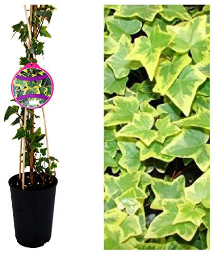 Hedera Ivy 'Goldchild' Climbing Ivy Plant - Around 60cm in Height - Established Ivy Vine for The Garden