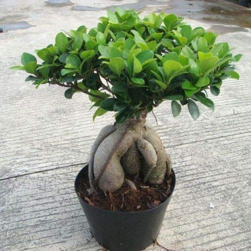 Portal Cool 20Pcs Semi Ficus Ficus Ginseng Microcarpa rari Home Giardino Balcone