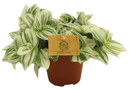 Tradescantia Brightness - 20cm - Ø12cm - Plante d'intérieur - Vert persistant