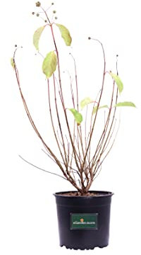 Pianta di Cephalanthus Occidentalis pianta da esterno arbusto di Cephalanthus Occidentalis pianta da fiore pianta vera arbusto di Cephalanthus Occidentalis ornamentale venduto da eGarden.store