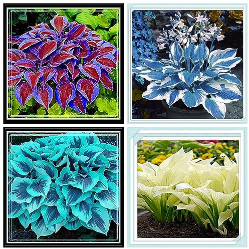 Hosta Bulbs for Planting Now UK/Strong Plants That Grow Well/Mix Golden Jade Carving Feels Perfect/UK Now Simple Planting Perennial