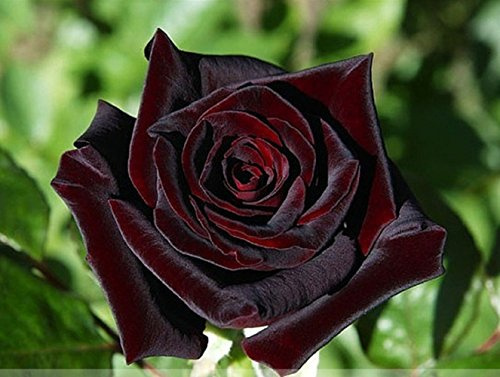 Graines de fleurs d'arbustes de rosiers hybrides Black Baccara de Zennixplus