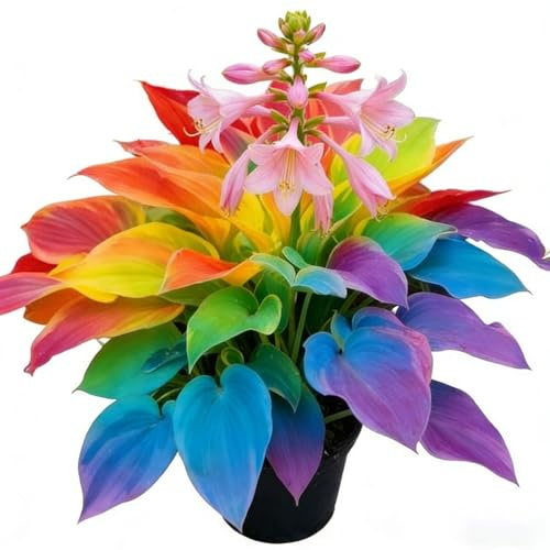 Hosta Seeds for Planting, 300 Mixed Heart-Shaped Hosta Seeds Bare Roots, Low Maintenance Hosta Seed for Garden Home Outdoor