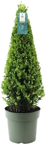 Stechpalme Ilex crenata Pyramide – ↨55 cm – Ø21 cm – Immergrüner, winterharter Buchsbaum-Ersatz für Garten, Terrasse & Topf
