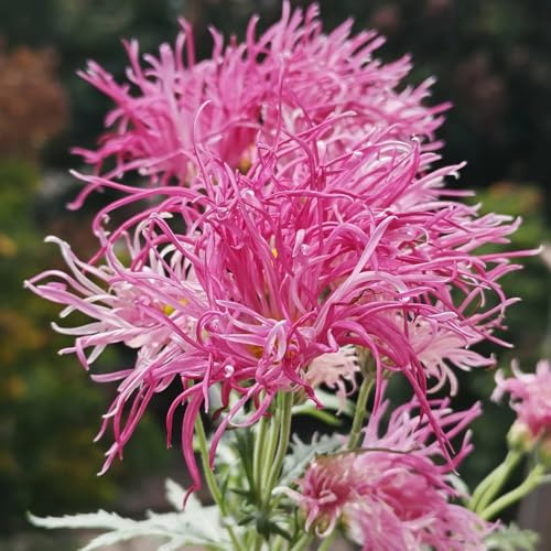 crisantemo, crisantemi - resistenti esterno in vaso rampicanti, giardino roccioso Decorazioni giardino per esterni interno, autunnali semi 1200semi