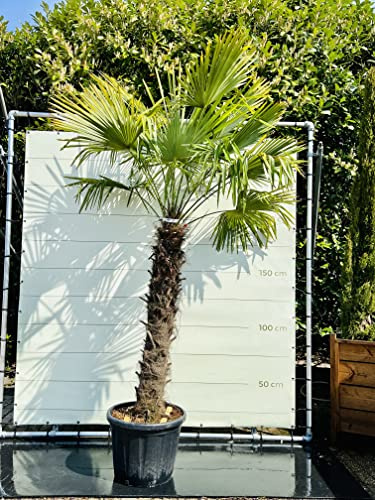Trachycarpus Fortunei, stammhöhe 140/160cm, gesamthöhe 250cm, Winterhart, palme, hanfpalme, A+,Chinesische hanfpalme