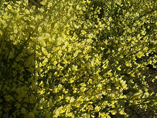 Cytisus x praecox - Elfenbein-Ginster