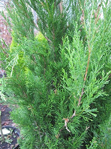 Baumschule Pflanzenvielfalt Juniperus virginiana Spartan - Säulenwacholder Spartan