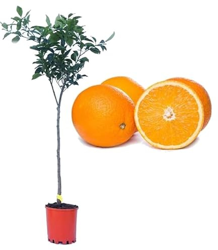 DECOALIVE Naranjo PREMIUM Árbol Frutal Naranjas para Zumo