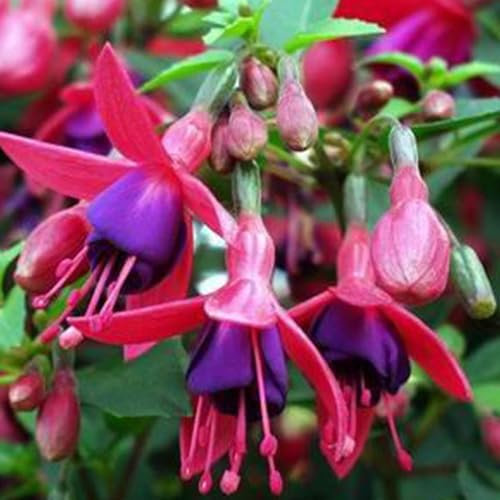 6 x Fuchsie 'Tom Thumb' - Fuchsia 'Tom Thumb' Topf 9x9cm: Kompakte Sorte, lebendige rosa Blüten, ideal für kleine Gärten und Container.