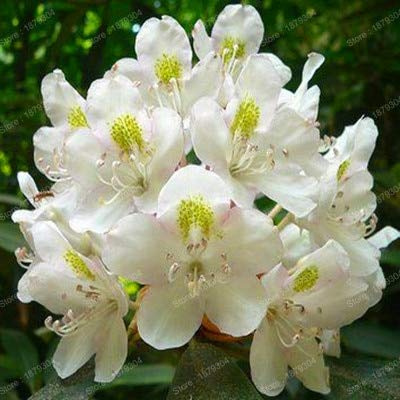 Graines De Fleurs De Rhododendron Pour Un Beau Jardin Blanc Paquet De 100 Graines