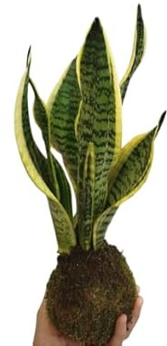 Kokedama de Lengua de Suegra – Planta Natural de Interior con Diseño Minimalista – DECOALIVE