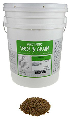 Handy Pantry Organic Dried Green Lentil Sprouting Seed: 35 Lb - Dry Lentils for Planting Garden Seeds, Soup, Cooking or Sprout Salad, Sprouts