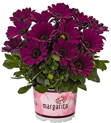 DECOALIVE Dimorphoteca Flor Color Morado PREMIUM Planta Natural para Terraza y Jardín Margarita con Flores Púrpura